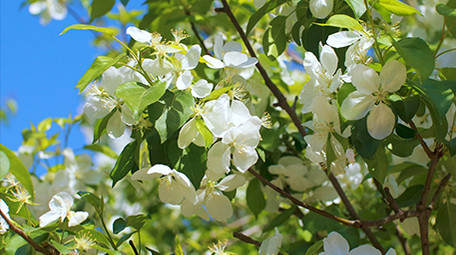 温暖治愈温馨清新春天花朵蓝天蜜蜂花瓣4K