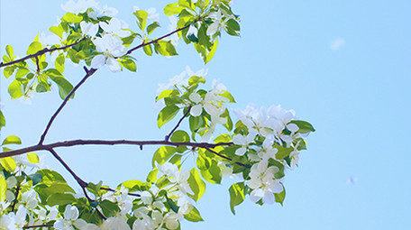 温暖治愈温馨清新春天花朵蓝天蜜蜂花瓣4K