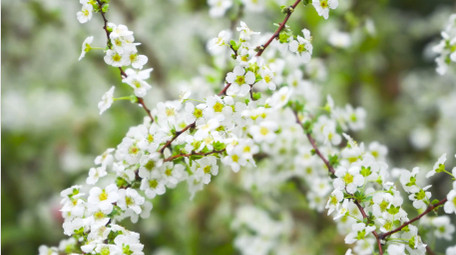 唯美春天植物花朵白色珍珠绣线菊花4K实拍