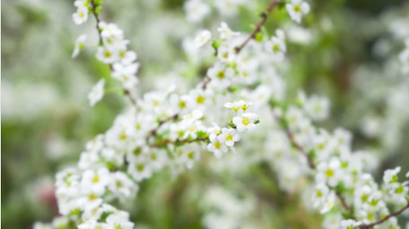 唯美春天植物花朵白色珍珠绣线菊花4K实拍