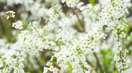 唯美春天植物花朵白色珍珠绣线菊花4K实拍