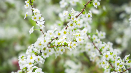 唯美春天植物花朵白色珍珠绣线菊花4K实拍