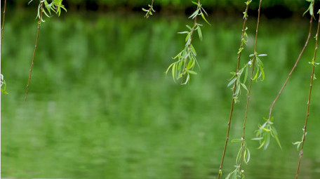 大自然实拍初夏柳树随风飘动视频素材4K