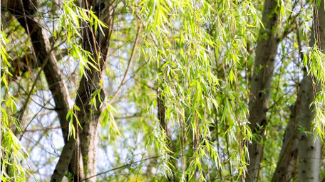 大自然实拍初夏柳树随风飘动视频素材4K