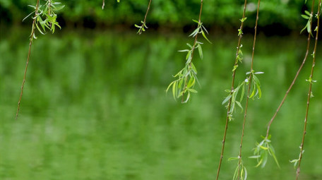 大自然实拍初夏柳树随风飘动视频素材4K