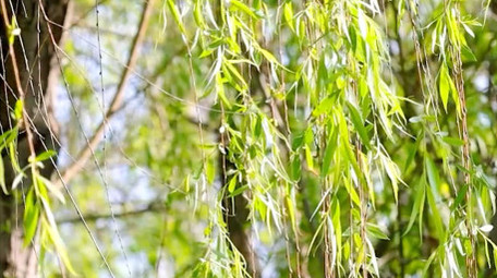 大自然实拍初夏柳树随风飘动视频素材4K