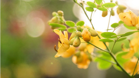 自然植物逆光夕阳治愈温暖4K实拍素材