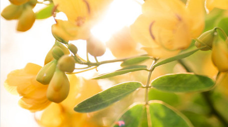 自然植物逆光夕阳治愈温暖4K实拍素材