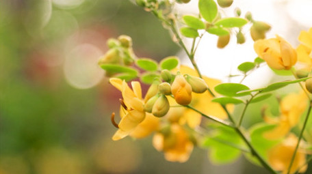 自然植物逆光夕阳治愈温暖4K实拍素材