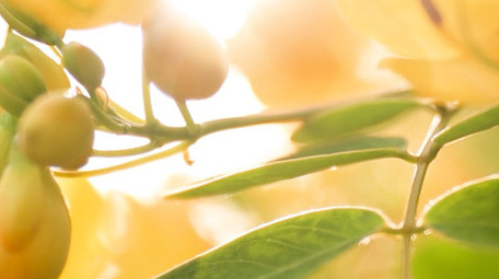 自然植物逆光夕阳治愈温暖4K实拍素材