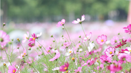 初夏百花盛开花海风中摇摆格桑花4k实拍