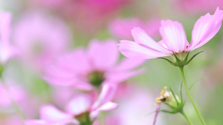 初夏百花盛开花海风中摇摆格桑花4k实拍