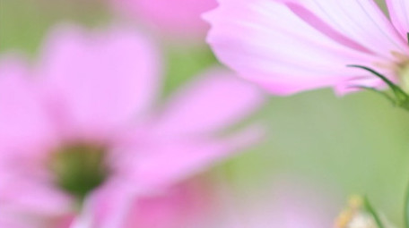 初夏百花盛开花海风中摇摆格桑花4k实拍