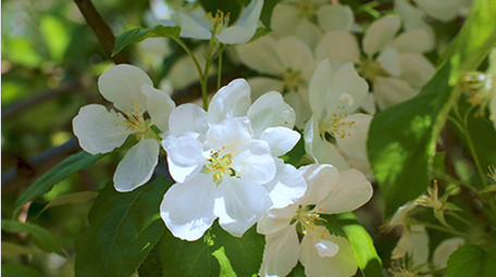 花朵花瓣白色海棠蓝天温暖治愈美好清新4K