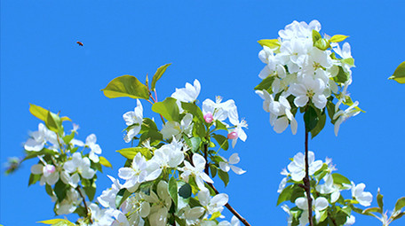 花朵花瓣白色海棠蓝天温暖治愈美好清新4K