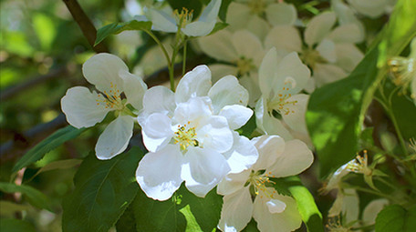 花朵花瓣白色海棠蓝天温暖治愈美好清新4K
