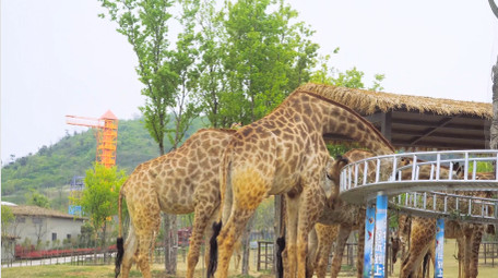 动物大型动物野生动物世界长颈鹿4K实拍