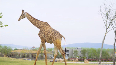 动物大型动物野生动物世界长颈鹿4K实拍