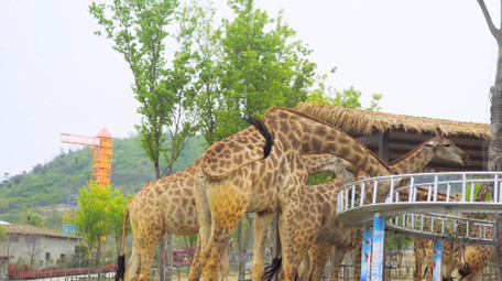 动物大型动物野生动物世界长颈鹿4K实拍