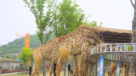 动物大型动物野生动物世界长颈鹿4K实拍