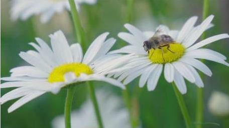 植物花朵白菊花蜜蜂实拍素材