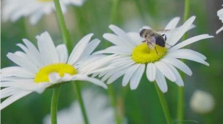 植物花朵白菊花蜜蜂实拍素材