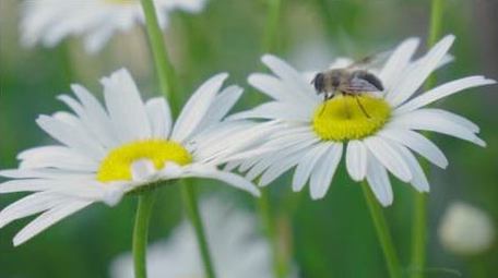 植物花朵白菊花蜜蜂实拍素材