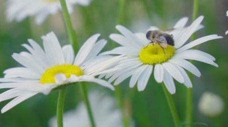 植物花朵白菊花蜜蜂实拍素材