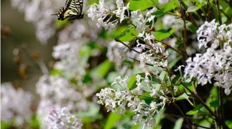 蝴蝶飞舞蜜蜂采蜜野生鸟类动物实拍