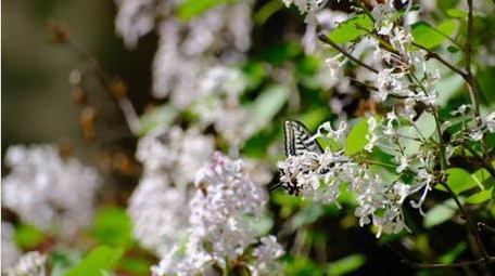 蝴蝶飞舞蜜蜂采蜜野生鸟类动物实拍