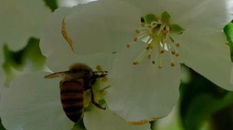 蝴蝶飞舞蜜蜂采蜜野生鸟类动物实拍
