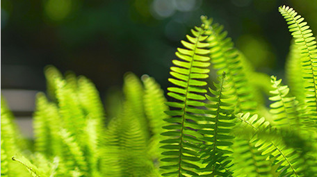 自然实拍夏季唯美植物光影视频素材4K