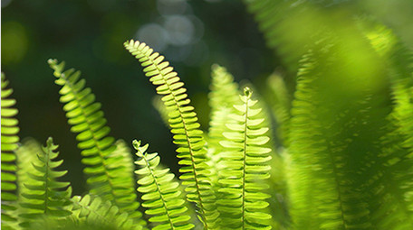 自然实拍夏季唯美植物光影视频素材4K