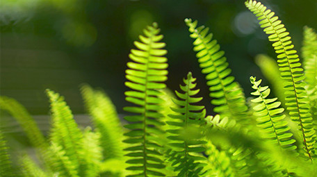 自然实拍夏季唯美植物光影视频素材4K
