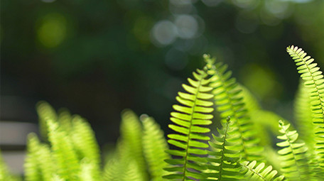 自然实拍夏季唯美植物光影视频素材4K