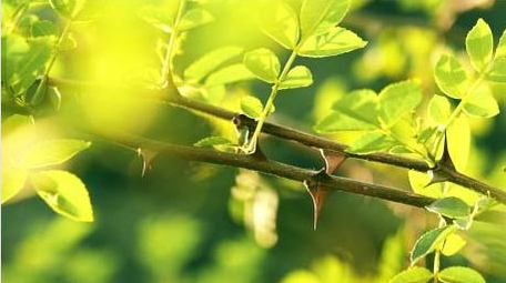 唯美实拍逆光花椒树木光影农产品生长视频