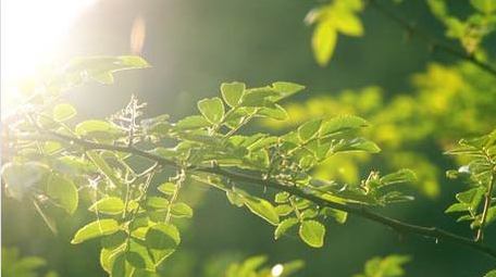 唯美实拍逆光花椒树木光影农产品生长视频