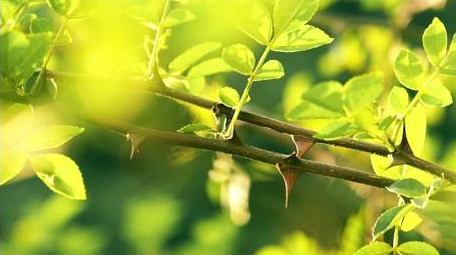 唯美实拍逆光花椒树木光影农产品生长视频