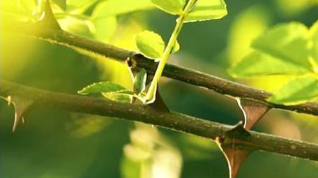 唯美实拍逆光花椒树木光影农产品生长视频