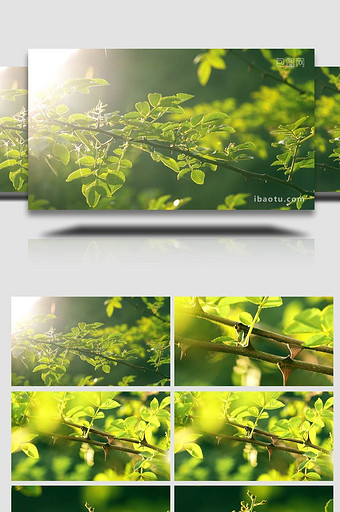 唯美实拍逆光花椒树木光影农产品生长视频图片