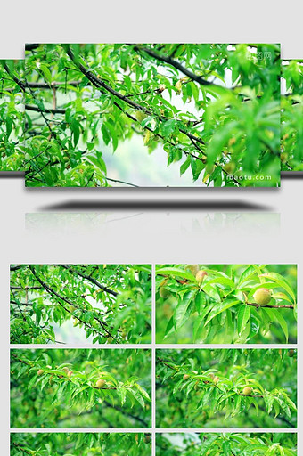 自然写意实拍夏天雨水拍打桃树桃子生长实拍图片