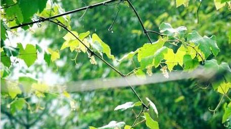 自然写意初夏雨天拍打葡萄叶子实拍视频