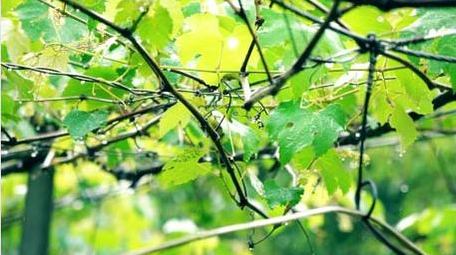 自然写意初夏雨天拍打葡萄叶子实拍视频