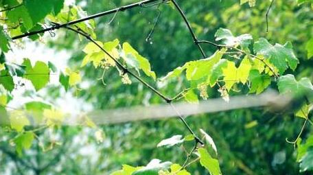 自然写意初夏雨天拍打葡萄叶子实拍视频