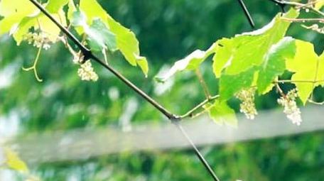 自然写意初夏雨天拍打葡萄叶子实拍视频