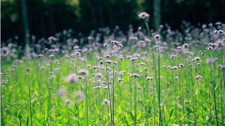 治愈温暖实拍唯美马鞭草初夏花草实拍视频