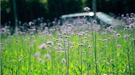 治愈温暖实拍唯美马鞭草初夏花草实拍视频