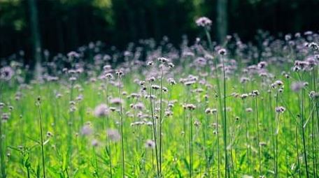 治愈温暖实拍唯美马鞭草初夏花草实拍视频