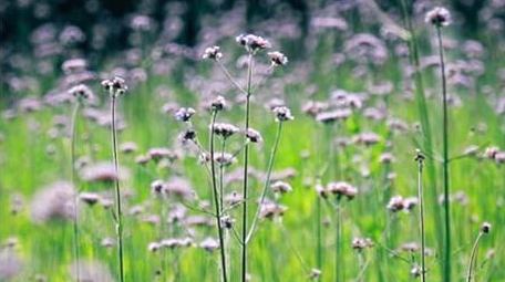 治愈温暖实拍唯美马鞭草初夏花草实拍视频