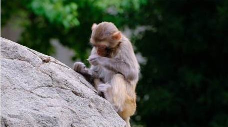 调皮的猴子小猴子捉虱子寒冷动物实拍